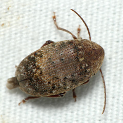 Amblycerus robiniae