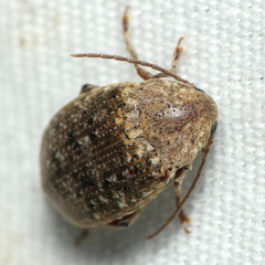 Amblycerus robiniae