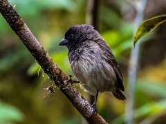 Camarhynchus parvulus