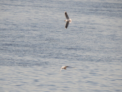 Chroicocephalus maculipennis