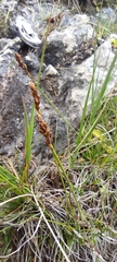 Carex simpliciuscula