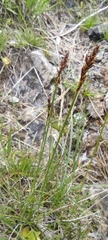 Carex simpliciuscula