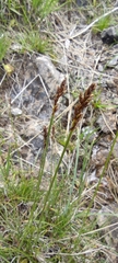 Carex simpliciuscula