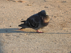 Columba livia domestica