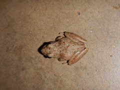Litoria inermis
