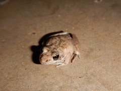 Litoria inermis