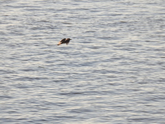 Pitangus sulphuratus