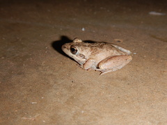 Litoria inermis