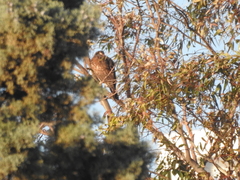 Parabuteo unicinctus