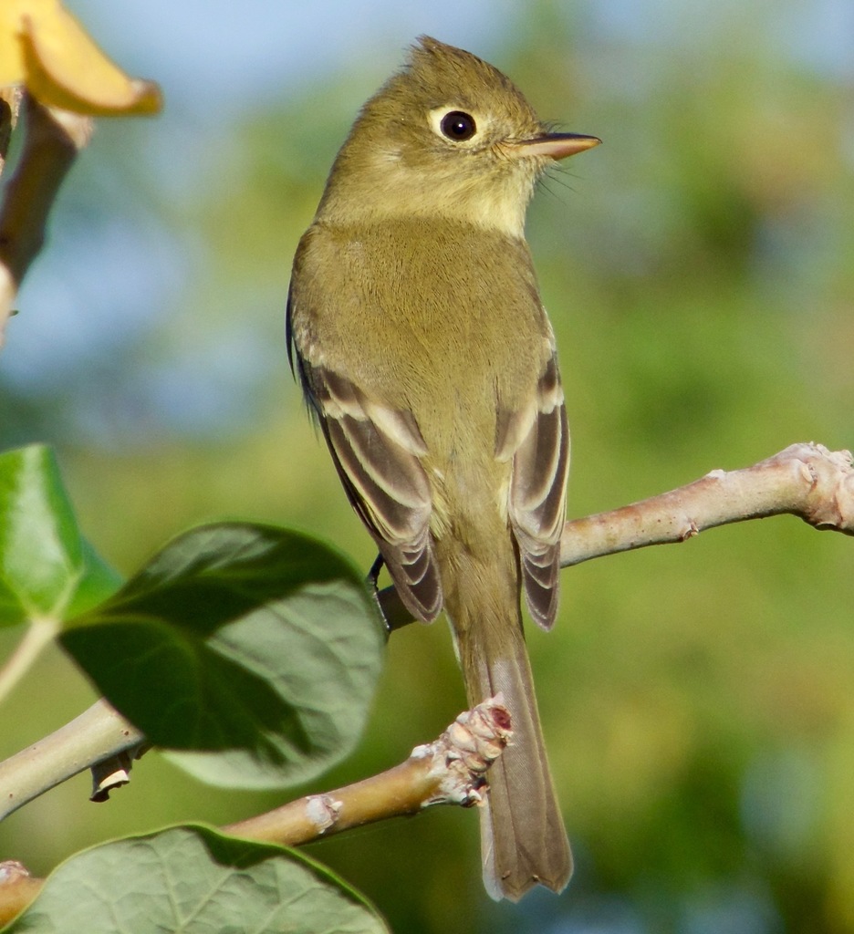 Pacific-slope Flycatcher