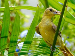 Scott's Oriole photo 2