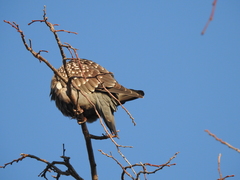 Patagioenas maculosa