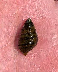 Elimia lecontiana