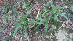 Dracaena aletriformis