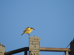 Pitangus sulphuratus