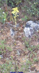 Coincya monensis cheiranthos