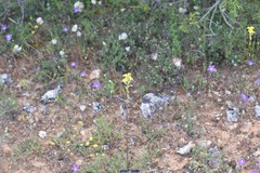 Coincya monensis cheiranthos