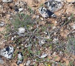 Fumana ericifolia