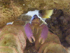 Enoplometopus debelius