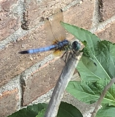 Pachydiplax longipennis