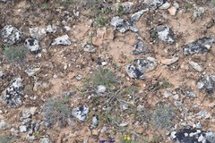 Fumana ericifolia
