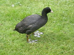 Fulica atra