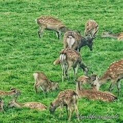 Cervus nippon yesoensis