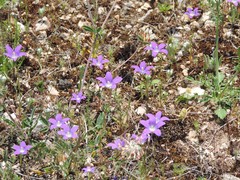 Campanula matritensis