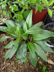 Salvia pentstemonoides