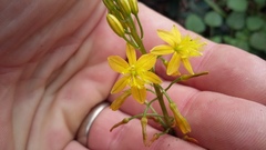 Bulbine latifolia