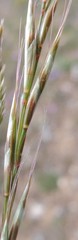 Helictochloa bromoides