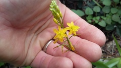 Bulbine latifolia