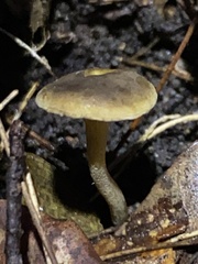Camarophyllopsis