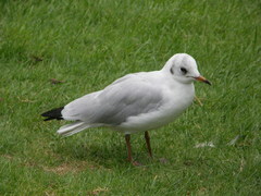 Chroicocephalus ridibundus