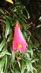 Philesia magellanica