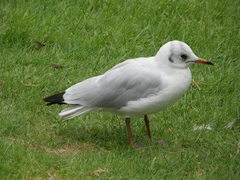 Chroicocephalus ridibundus