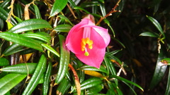 Philesia magellanica