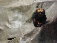 Leontopithecus chrysomelas