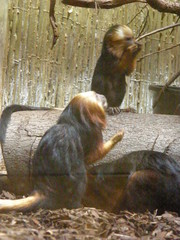 Leontopithecus chrysomelas