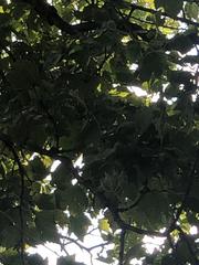 Platanus occidentalis