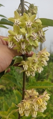 Asclepias auriculata