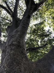 Platanus occidentalis