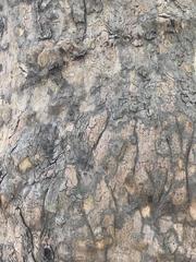 Platanus occidentalis