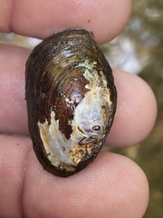 Toxolasma cylindrellum