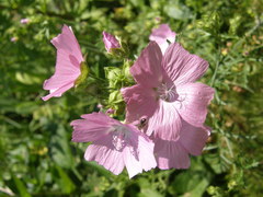 Malva moschata