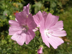 Malva moschata