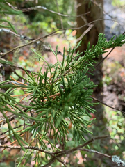 Juniperus maritima