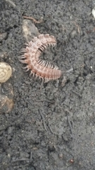 Pseudopolydesmus pinetorum