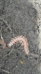 Pseudopolydesmus pinetorum