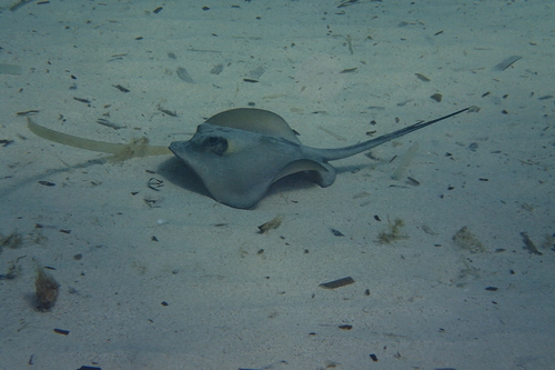Tortonese's stingray (Dasyatis tortonesei) — Dasyatidae — 2